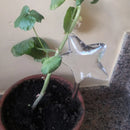 Regador Automático para Plantas